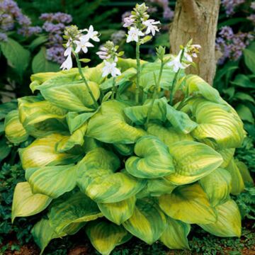 Guacamole Hosta