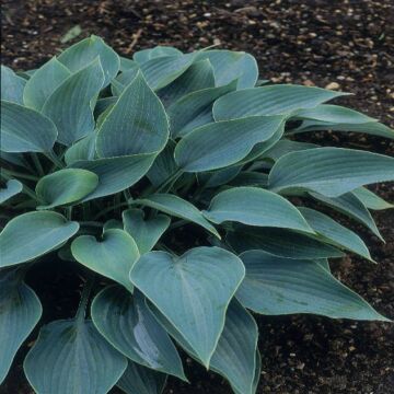 Halcyon Hosta