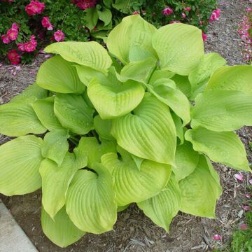 Sum and Substance Hosta