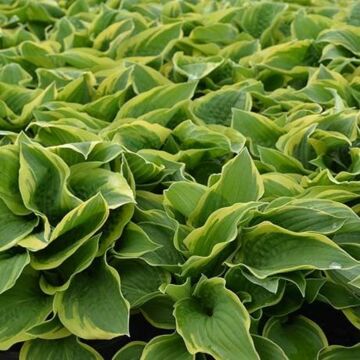 Wide Brim Hosta