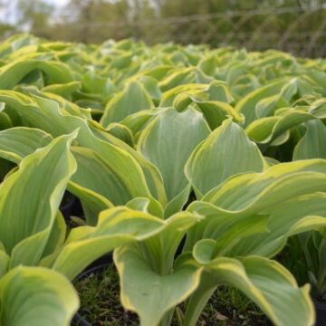 Regal Splendor Hosta