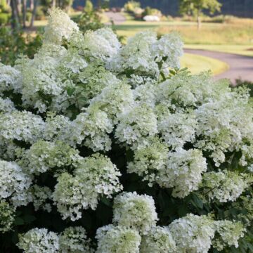 Bobo® Hydrangea