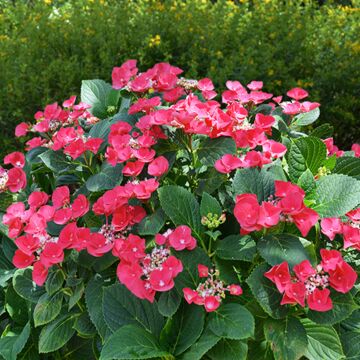 Cherry Explosion™ Hydrangea