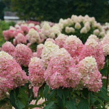 Limelight Prime® Hydrangea