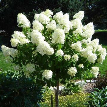 Little Lime® Hydrangea Tree