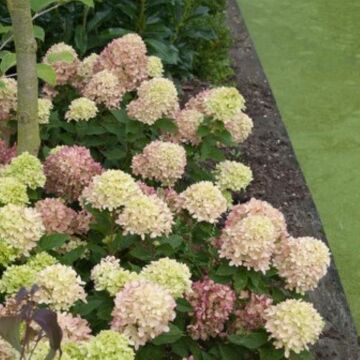 Little Lime® Hydrangea