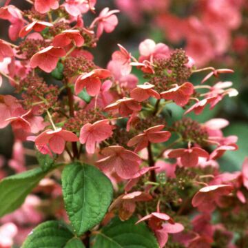 Little Quick Fire® Hydrangea