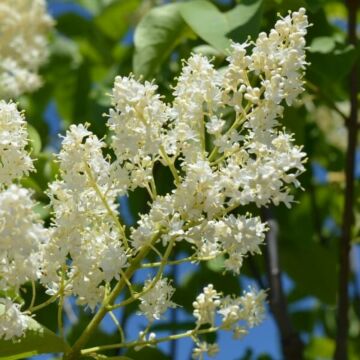 Ivory Silk Japanese Tree