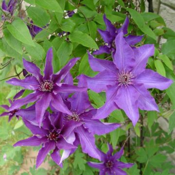 Jackmanii Superba Clematis