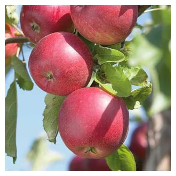 Semi-Dwarf Jonathan Apple