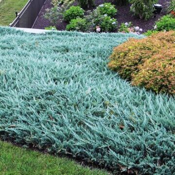 Blue Chip Juniper