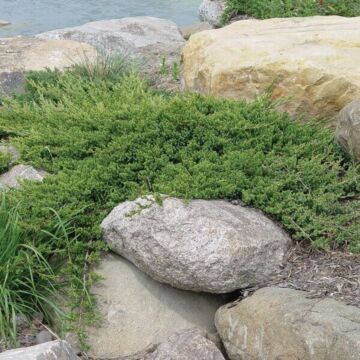 Blue Rug Juniper