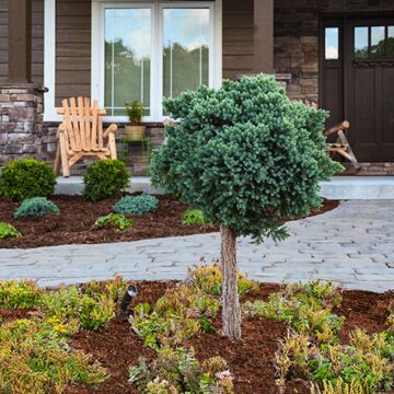 Blue Star Juniper (Tree Form)