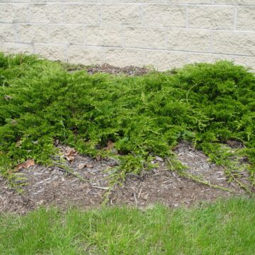 Buffalo Juniper