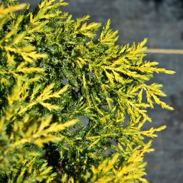 Daub's Frosted Juniper