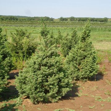 Iowa Juniper