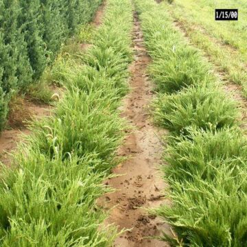 Sea Green Juniper mass planting