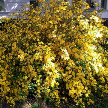 Golden Guinea Japanese Kerria