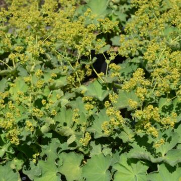 Lady's Mantle