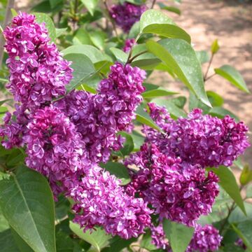 Charles Joly Lilac