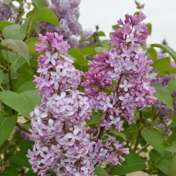 Common Purple Lilac