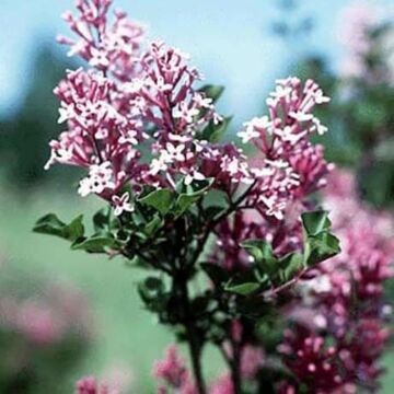 Palibin Dwarf Lilac Bush