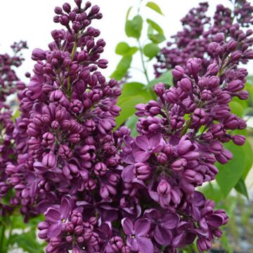 Yankee Doodle Lilac