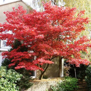 Bloodgood Japanese Maple