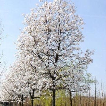 Merrill Magnolia (Tree Form)