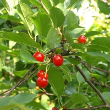 Montmorency Cherry