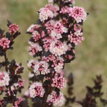 Tiny Wine® Ninebark