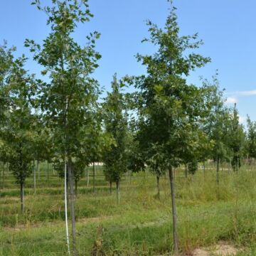 Northern Pin Oak