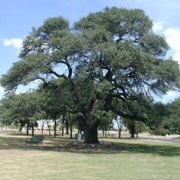 Heritage® Oak