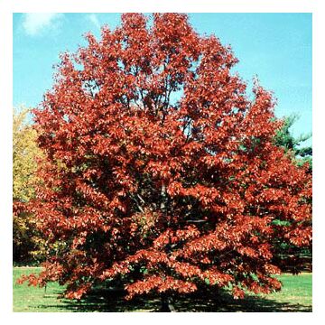 Northern Red Oak