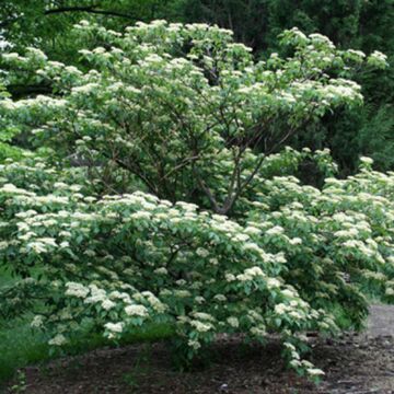 Pagoda Dogwood