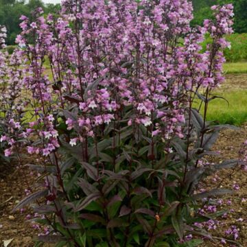 Blackbeard Beardtongue in bloom