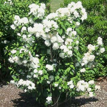 Miniature Snowflake Mockorange