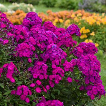 Luminary™ Ultraviolet Tall Garden Phlox