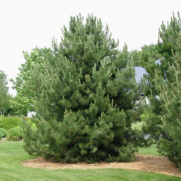 Austrian Pine