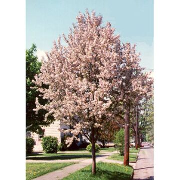 Pink Sparkles® Crabapple