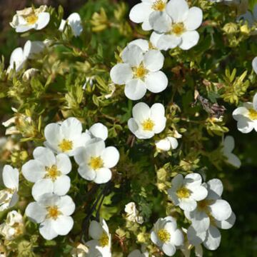 McKay's White Potentilla