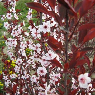 Purpleleaf Sand Cherry