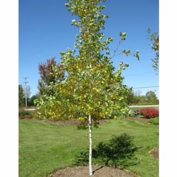 Quaking Aspen (single trunk)