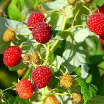 Heritage Raspberry