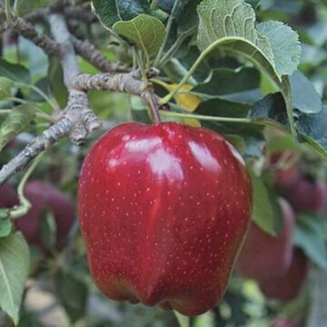 Semi-Dwarf Red Delicious Apple