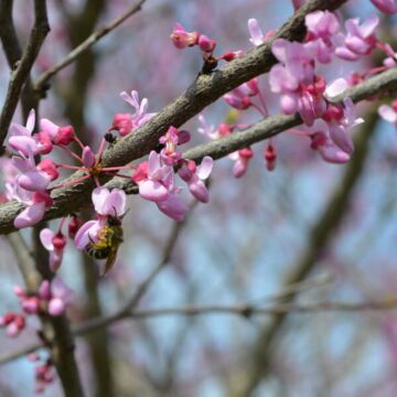 Eastern Redbud Shrub (Columbus Strain)