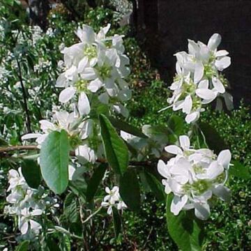 Regent Serviceberry