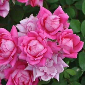 Pink Double Knock Out® Rose