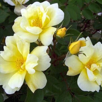 Sunny Knock Out® Rose