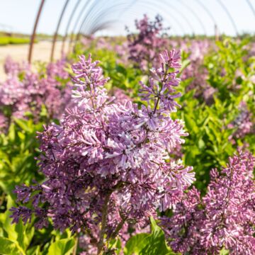 Royalty Lilac